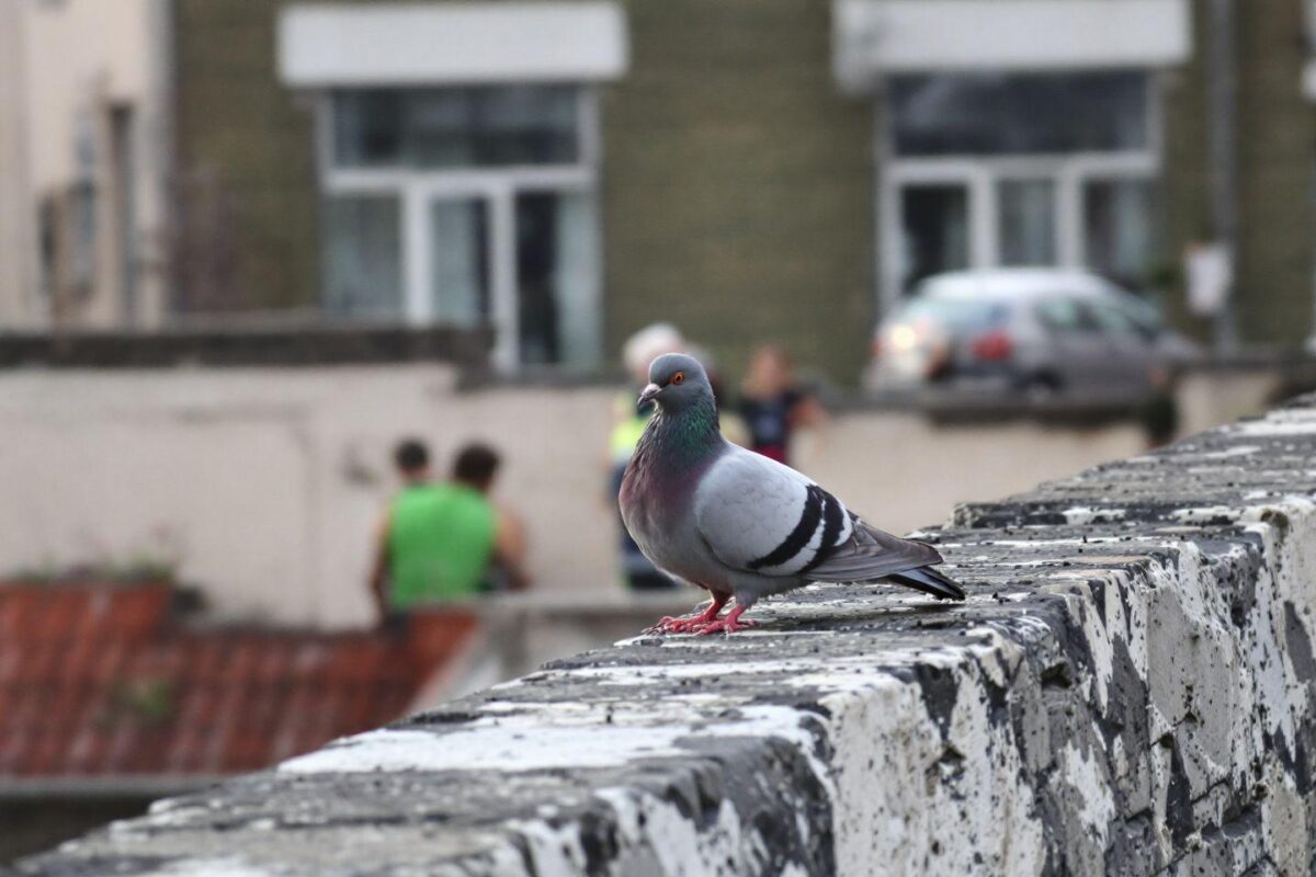 Comment s'appelle le bébé du pigeon ? À quoi ressemblent-il ?