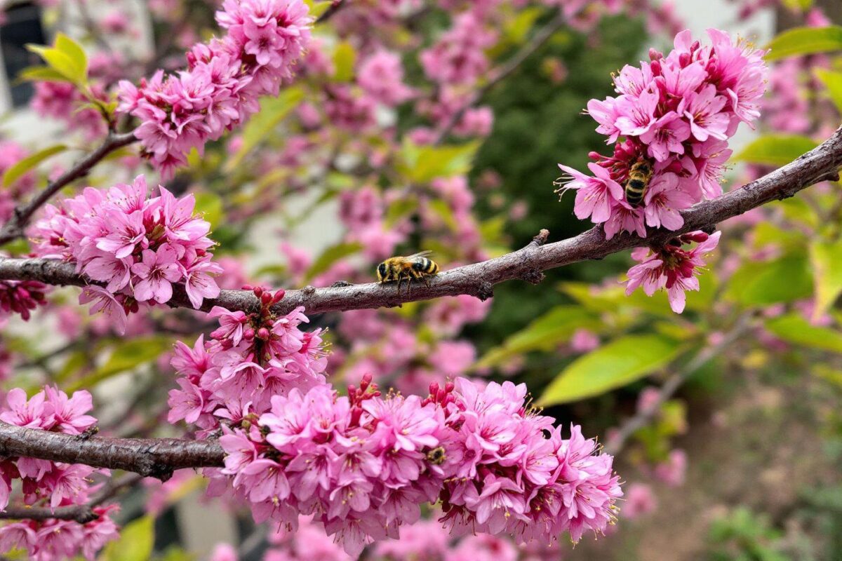 Comment tailler le basilic ? Faut-il le laisser fleurir ?