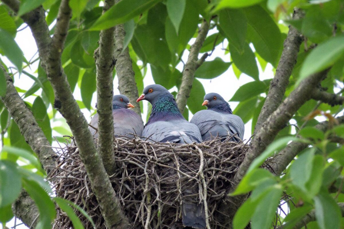 Comment s'appelle le bébé du pigeon ? À quoi ressemblent-il ?