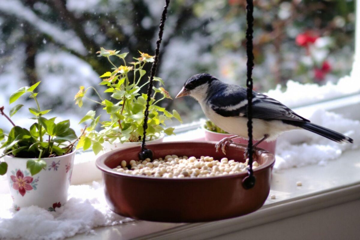 Quelle est la nourriture préférée du rouge-gorge en hiver ?