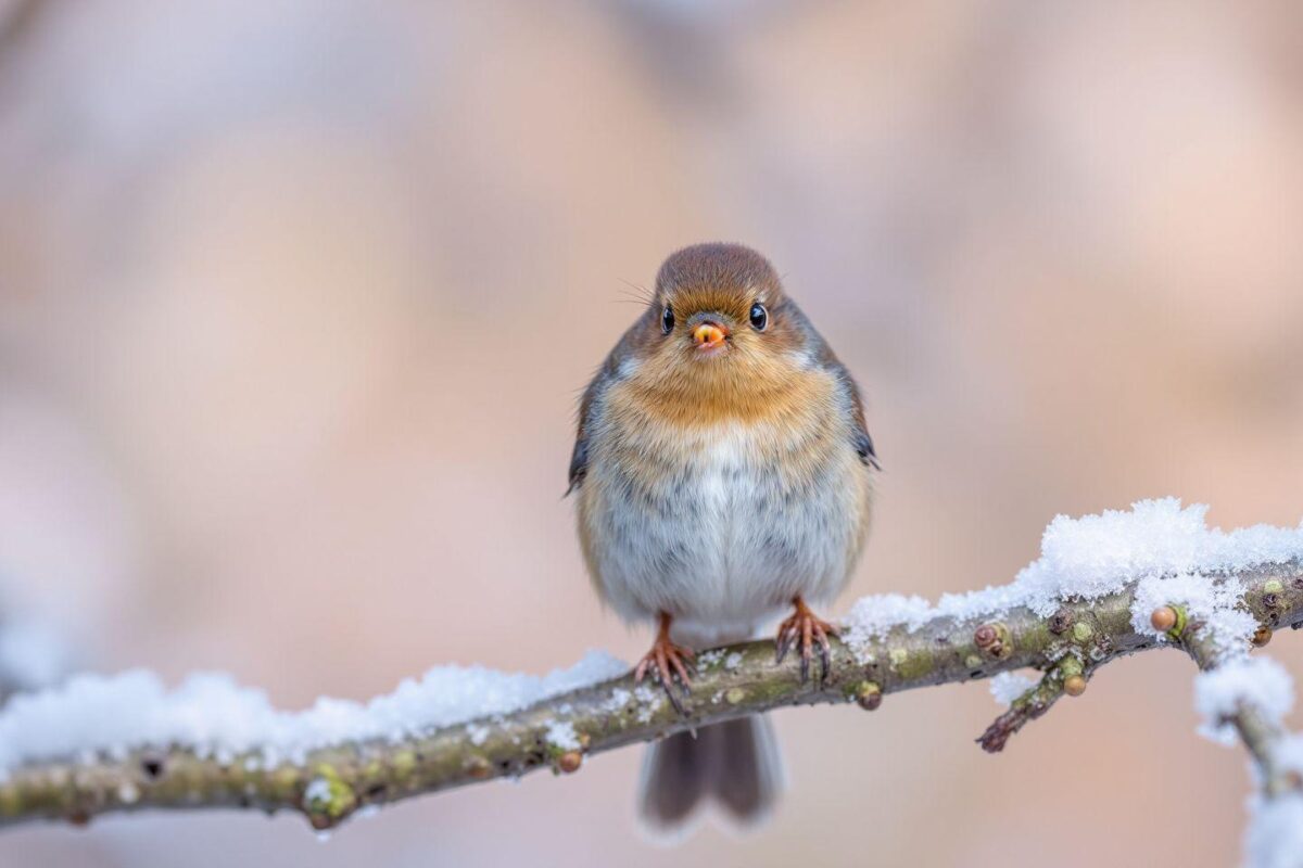 Quelle est la nourriture préférée du rouge-gorge en hiver ?