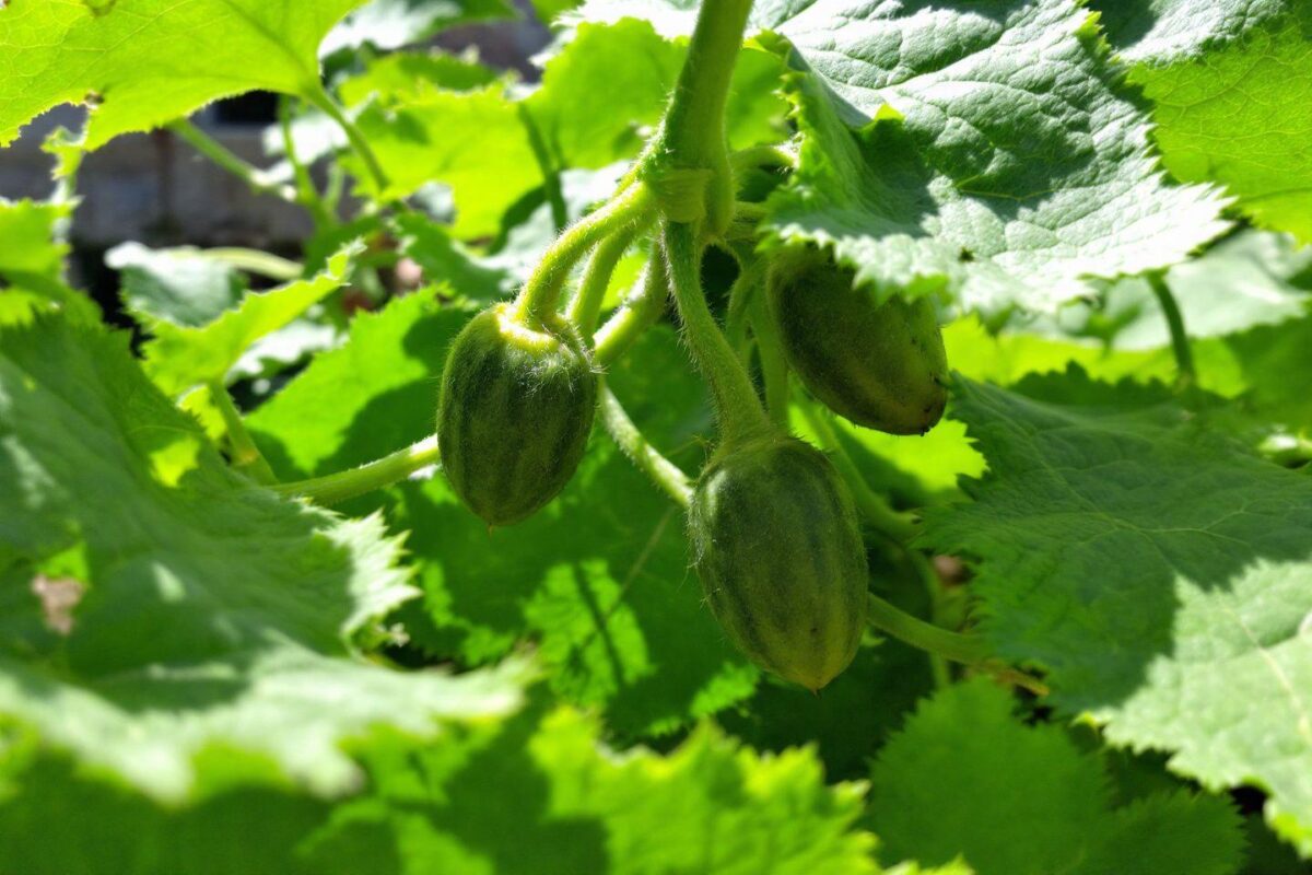 8 conseils plantation pour réussir la culture du concombre