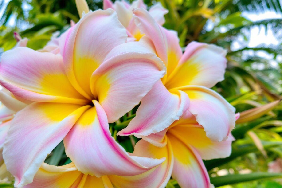 Fleurs de palmier : pourquoi faut-il les couper ? À quel moment ?