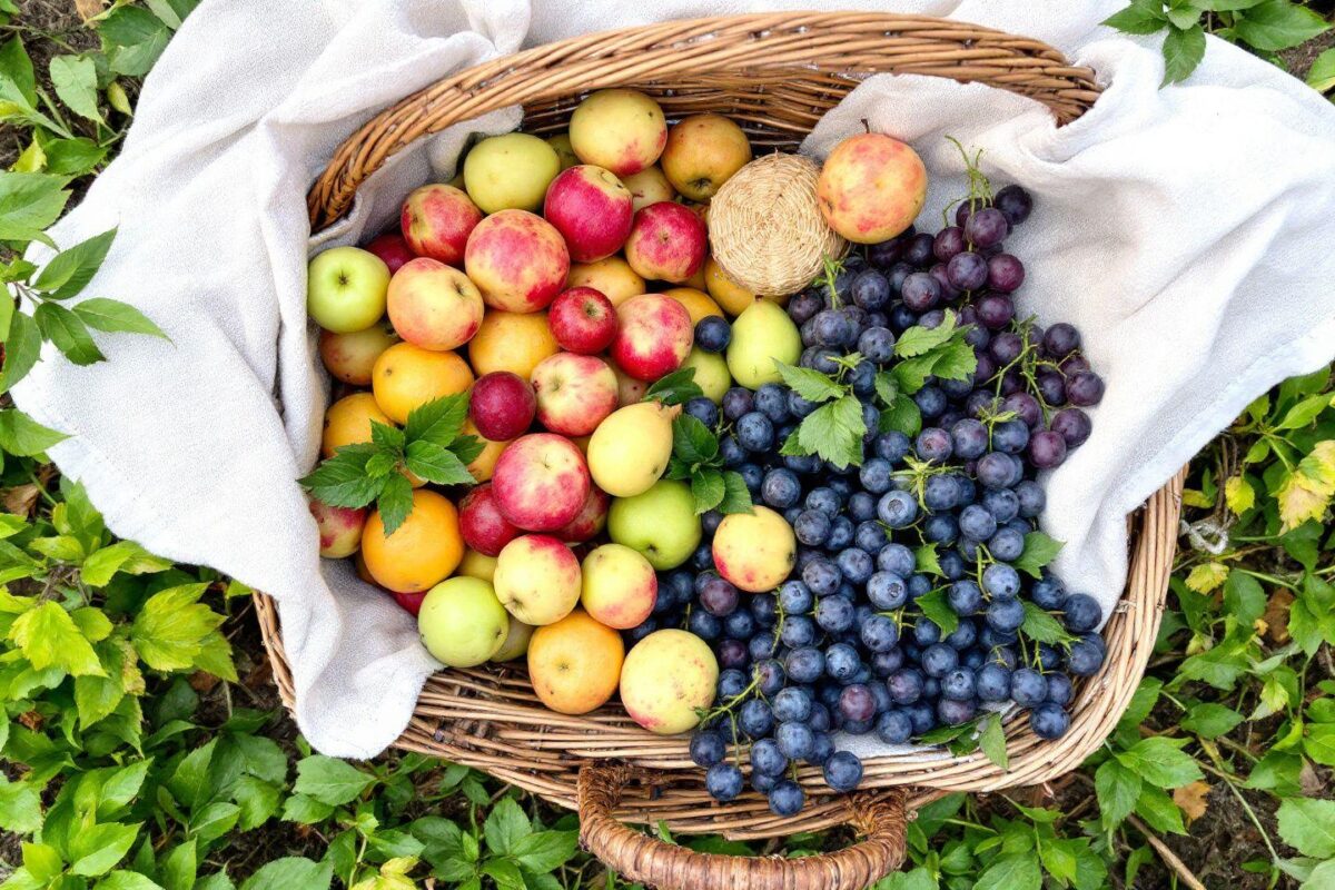 Fruit en V : Vanille, vigne… Quels fruits en V consommer ?