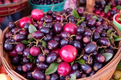 Fruit en S : Sureau, sapotille… la liste des fruits oubliés
