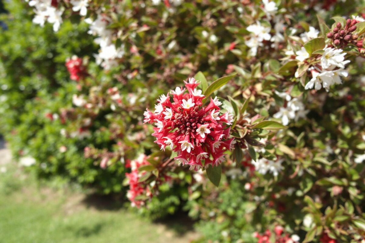 Les meilleures plantes pour un jardin de bord de mer