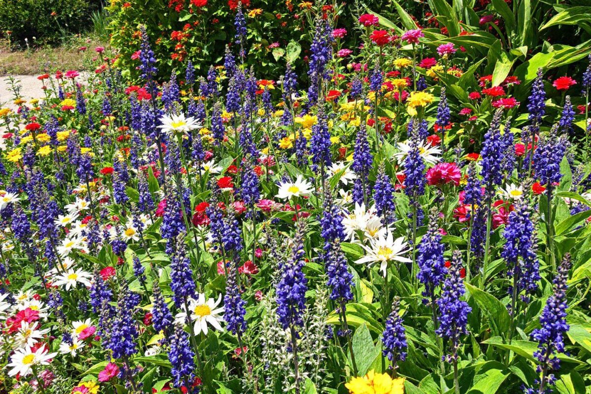 Les meilleures plantes pour un jardin de bord de mer