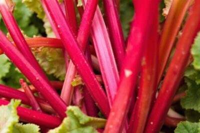 Comment savoir si la rhubarbe est mûre ? Quand récolter ?